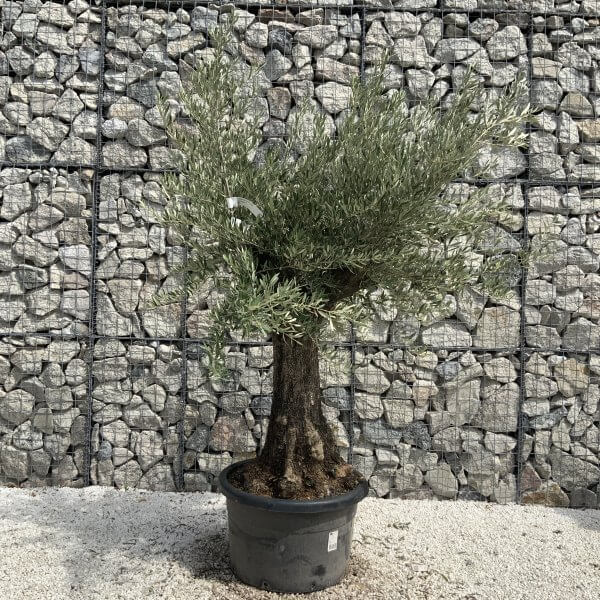Olive Tree Tuscan Chunky Trunk  J750 - Image 2
