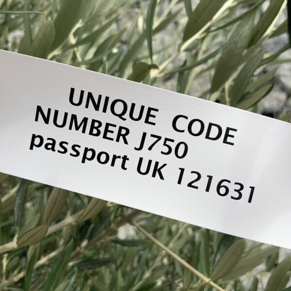 Olive Tree Tuscan Chunky Trunk  J750 - Image 4