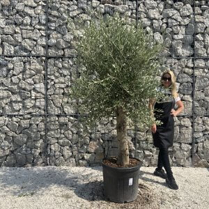 Olive Tree Tuscan Chunky Trunk  J791