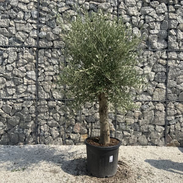 Olive Tree Tuscan Chunky Trunk  J791 - Image 2
