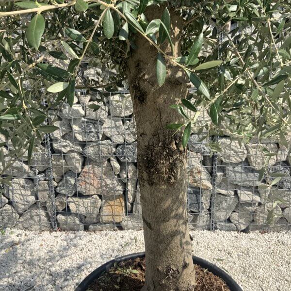 Olive Tree Tuscan Chunky Trunk  J791 - Image 3