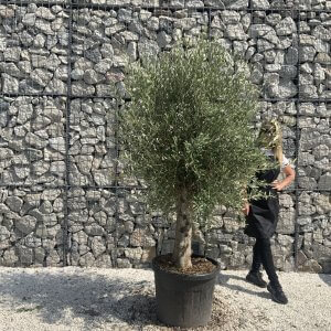 Olive Tree Tuscan Chunky Trunk  J790