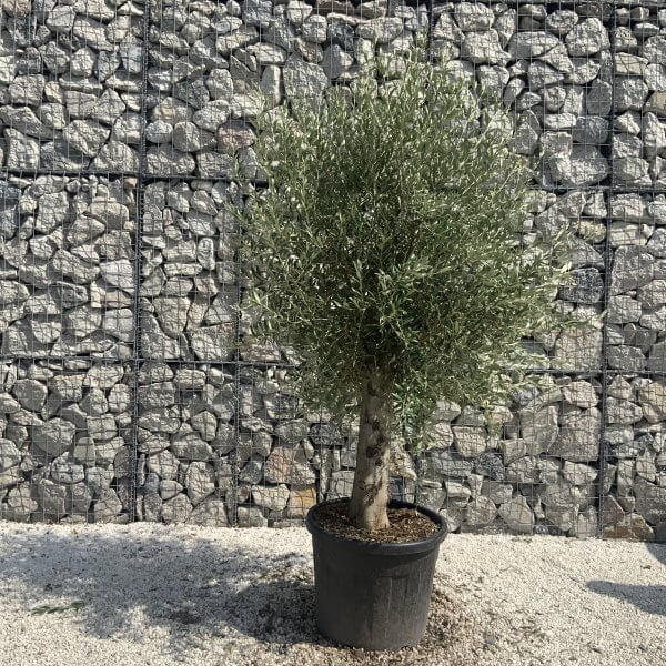 Olive Tree Tuscan Chunky Trunk  J790 - Image 2