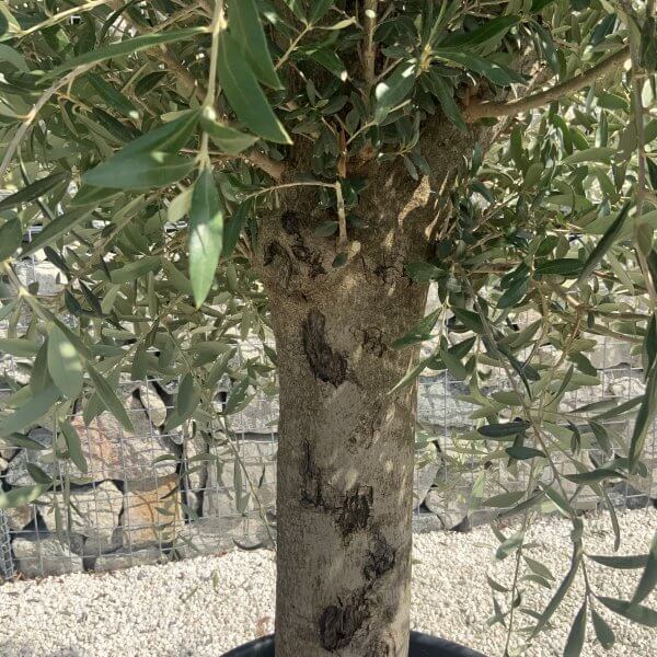 Olive Tree Tuscan Chunky Trunk  J790 - Image 3