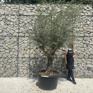 Gnarled Multistem Olive Tree XL J390