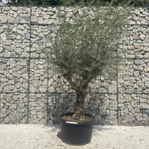 Gnarled Multistem Olive Tree XL J390 - Image 2