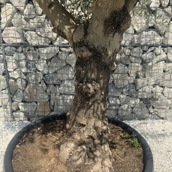Gnarled Multistem Olive Tree XL J390 - Image 3