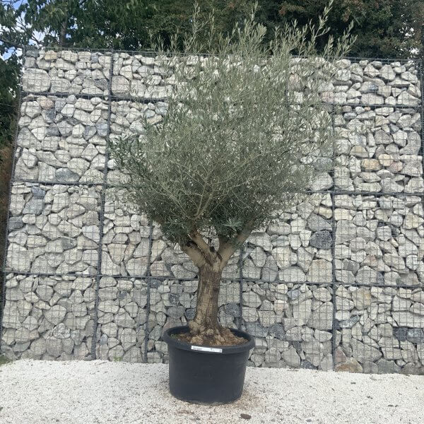 Gnarled Multistem Olive Tree XL J334 - Image 2