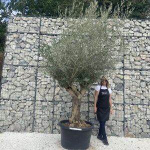 Gnarled Multistem Olive Tree XL J334