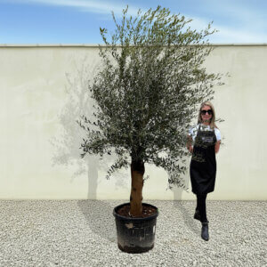 A1 Tuscan Olive Tree (Supremo)