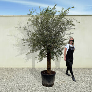 A10 Tuscan Olive Tree (Supremo)