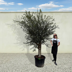 A11 Tuscan Olive Tree (Supremo)