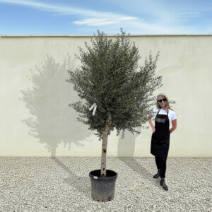 A118 Tuscan Olive Tree (Maximo)