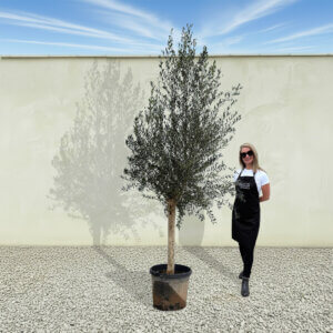 A119 Tuscan Olive Tree (Maximo)
