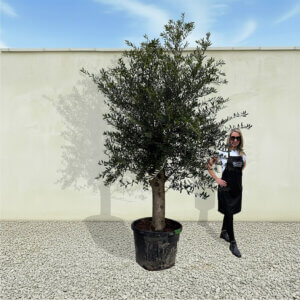 A12 Tuscan Olive Tree (Supremo)