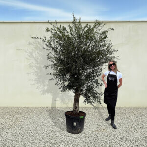 A13 Tuscan Olive Tree (Supremo)
