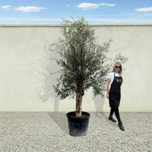 A14 Tuscan Olive Tree (Supremo)