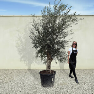A17 Tuscan Olive Tree (Supremo)