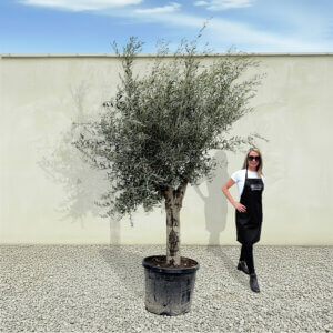 A18 Tuscan Olive Tree (Supremo)
