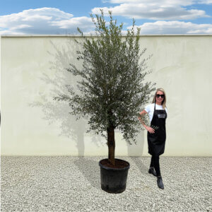 A2 Tuscan Olive Tree (Supremo)