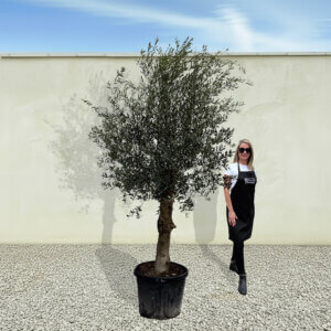 A20 Tuscan Olive Tree (Supremo)