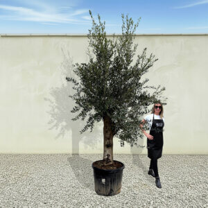 A21 Tuscan Olive Tree (Supremo)