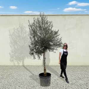 A223 Tuscan Olive Tree (Maximo)