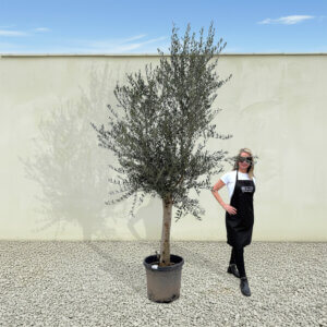 A224 Tuscan Olive Tree (Maximo)