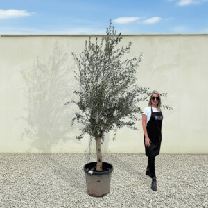 A225 Tuscan Olive Tree (Maximo)