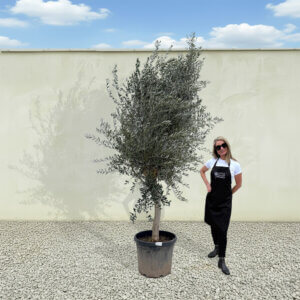 A226 Tuscan Olive Tree (Maximo)