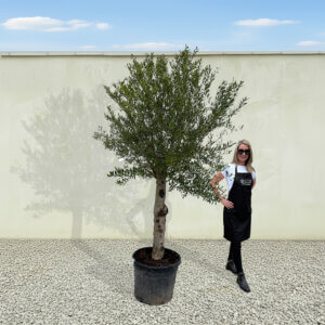 A227 Tuscan Olive Tree (Maximo)