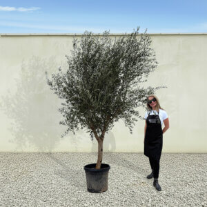 A228 Tuscan Olive Tree (Maximo)