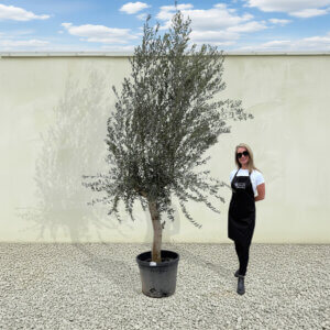 A229 Tuscan Olive Tree (Maximo)
