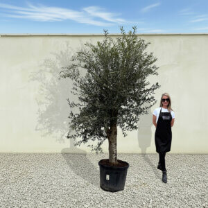 A23 Tuscan Olive Tree (Supremo)