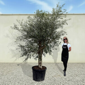 A25 Tuscan Olive Tree (Supremo)