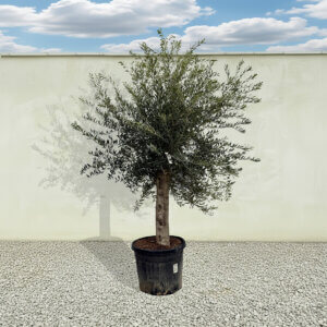 A26 Tuscan Olive Tree (Supremo)