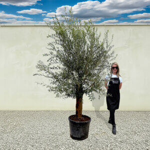 A3 Tuscan Olive Tree (Supremo)