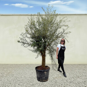 A4 Tuscan Olive Tree (Supremo)