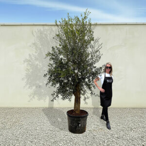 A5 Tuscan Olive Tree (Supremo)
