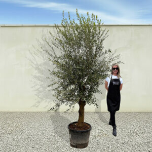 A6 Tuscan Olive Tree (Supremo)