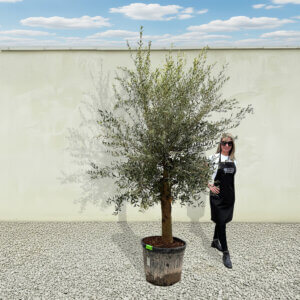 A7 Tuscan Olive Tree (Supremo)