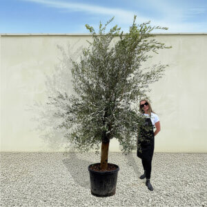 A9 Tuscan Olive Tree (Supremo)