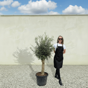 Tuscan Olive Tree (Compact Crown) 1.50 - 1.70M
