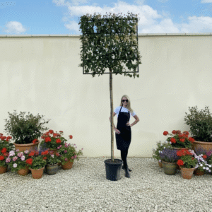 Pleached Tree Elaeagnus Ebbingi Girth 10-12cm (Frame 120x120)
