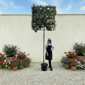 Pleached Tree Elaeagnus Ebbingi Girth 8-10cm (Frame 120x120)