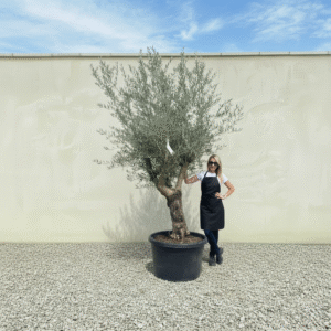 Gnarled Multistem Olive Tree XL J283