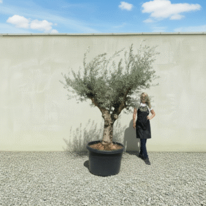 Gnarled Multistem Olive Tree XL J284 (Arcadia)