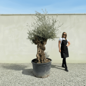 Gnarled Olive Tree XXL (Ancient) J295 (Grande)