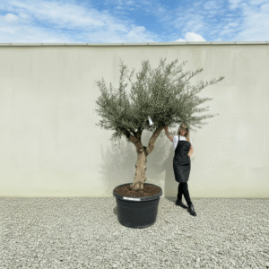 Gnarled Multistem Olive Tree XL J309 (Arcadia)