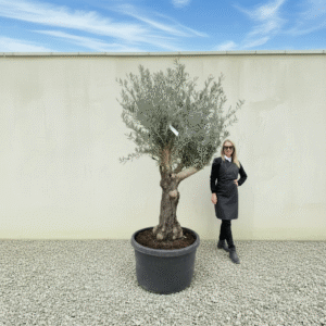 Gnarled Multistem Olive Tree XL J377 (Arcadia)